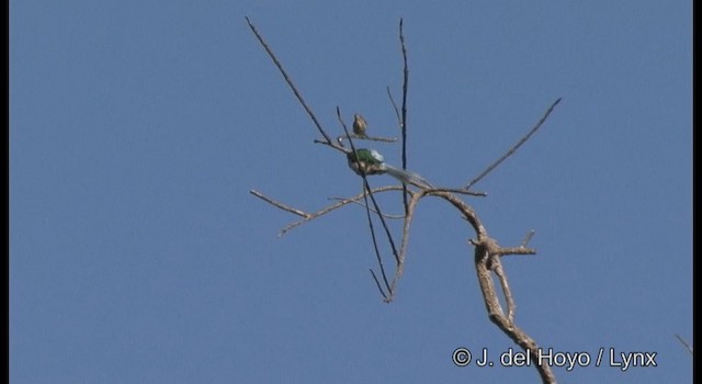 Blue-throated Bee-eater - ML201370931