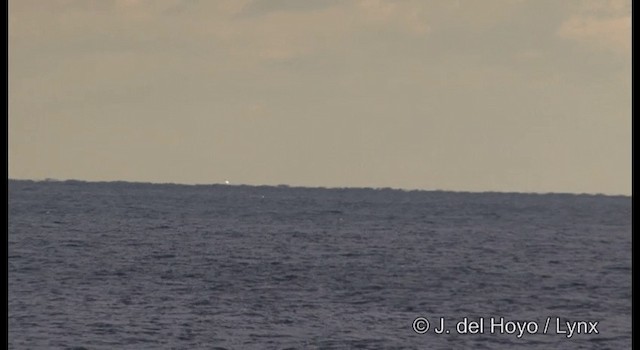 Albatros à queue courte - ML201371021