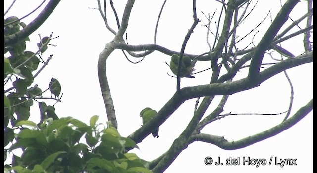 Blue-crowned Hanging-Parrot - ML201371121