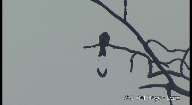 Greater Racket-tailed Drongo - ML201371131