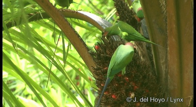 Uzun Kuyruklu Yeşil Papağan (longicauda/defontainei) - ML201371141
