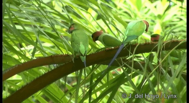 Long-tailed Parakeet (Long-tailed) - ML201371181