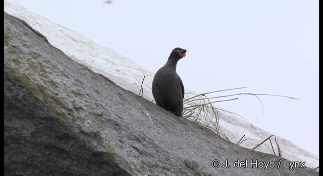 Crested Auklet - ML201371211