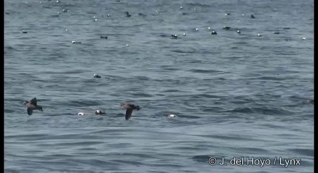Crested Auklet - ML201371251