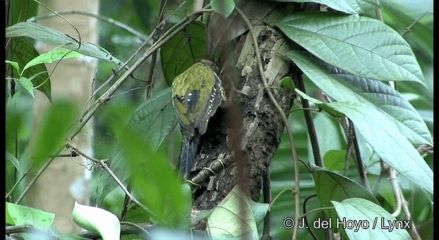 Laced Woodpecker - ML201371301