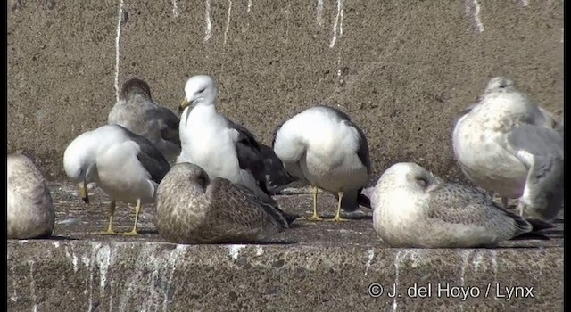 Black-tailed Gull - ML201371761