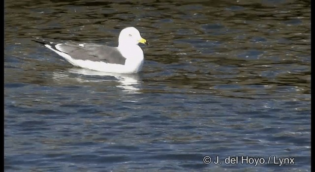 Black-tailed Gull - ML201371781