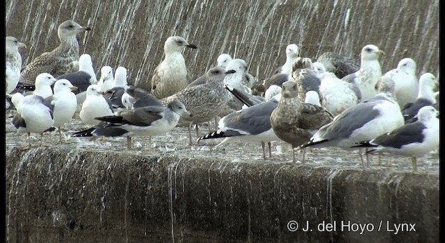 Black-tailed Gull - ML201371801