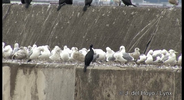 Pelagic Cormorant Identification, All About Birds, Cornell Lab of