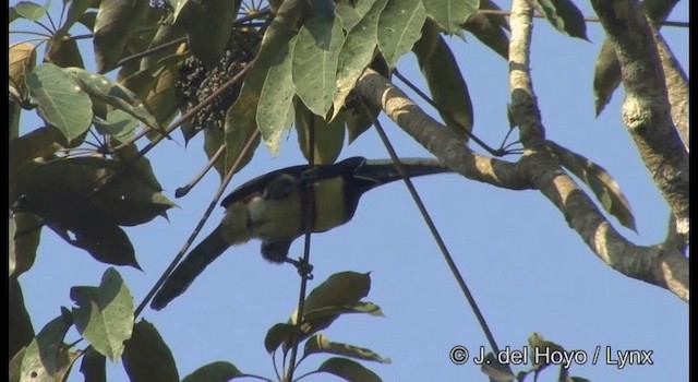 Black-necked Aracari - ML201372151