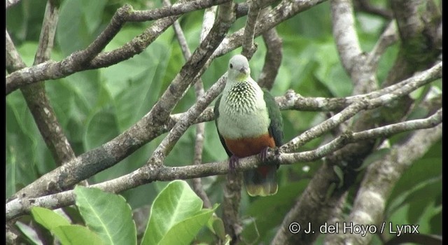 Silver-capped Fruit-Dove - ML201372171