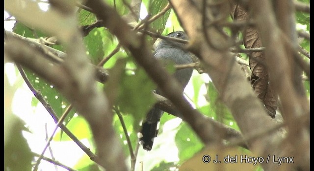 Natterer's Slaty-Antshrike - ML201372271