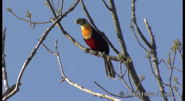 Red-breasted Toucan - ML201372451