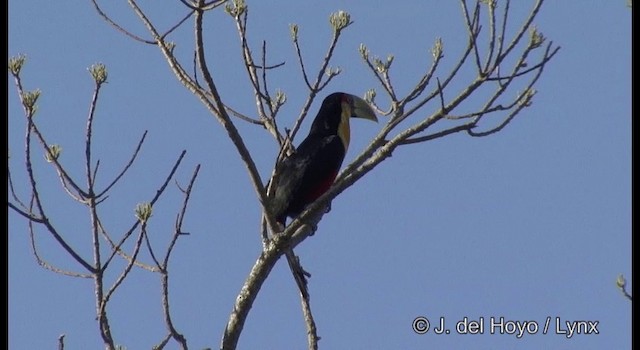 Red-breasted Toucan - ML201372461
