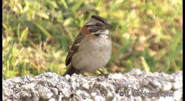 Rufous-collared Sparrow (Rufous-collared) - ML201372471