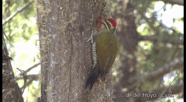 White-browed Woodpecker - ML201372501