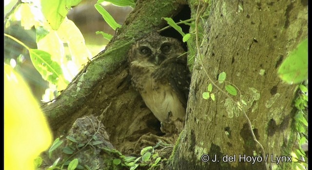 West Solomons Owl - ML201372521