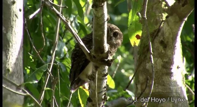 West Solomons Owl - ML201372531