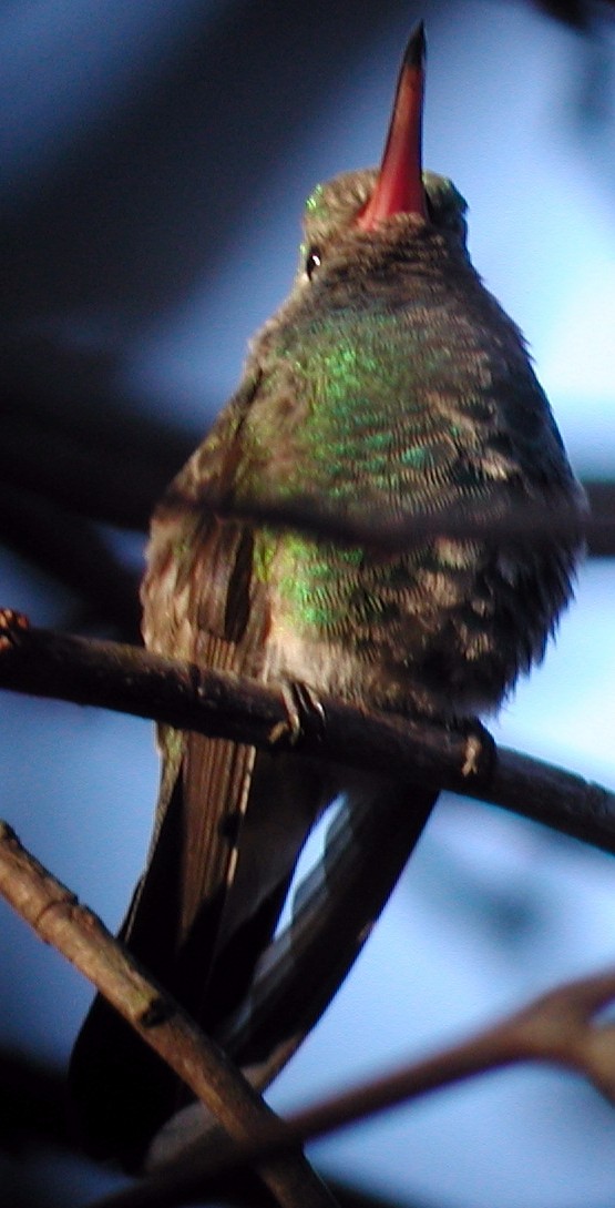 Broad-billed Hummingbird - ML20137261