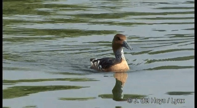 Fulvous Whistling-Duck - ML201372621