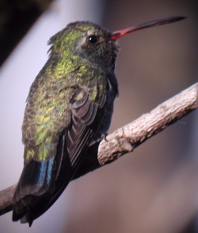 Broad-billed Hummingbird - ML20137271