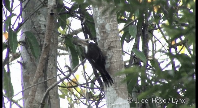 Orange-backed Woodpecker - ML201372731