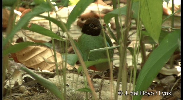 Western Hooded Pitta (Chestnut-crowned) - ML201372871