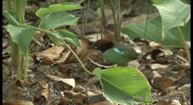 Western Hooded Pitta (Chestnut-crowned) - ML201372891