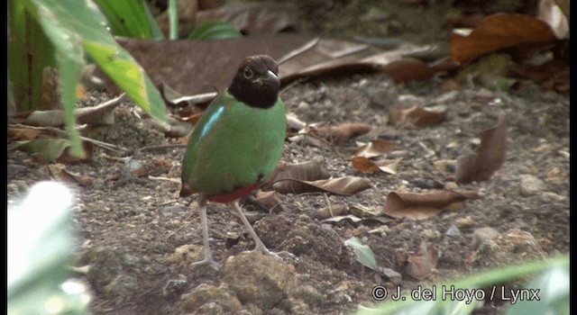 Western Hooded Pitta (Chestnut-crowned) - ML201372901