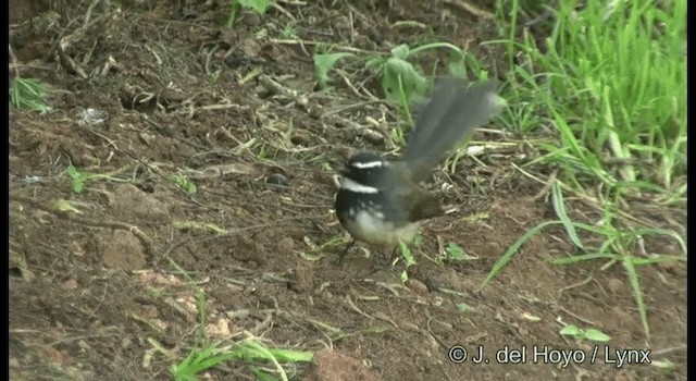 Spot-breasted Fantail - ML201372981