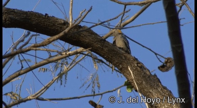 Golden-fronted Woodpecker (West Mexico) - ML201373221
