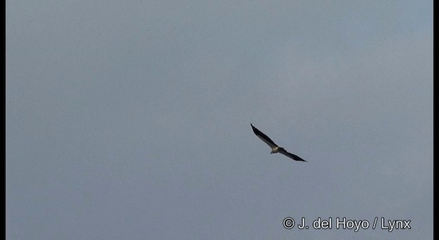 Белобрюхий орлан - ML201373481