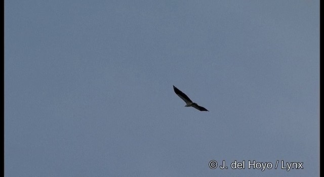 Белобрюхий орлан - ML201373491