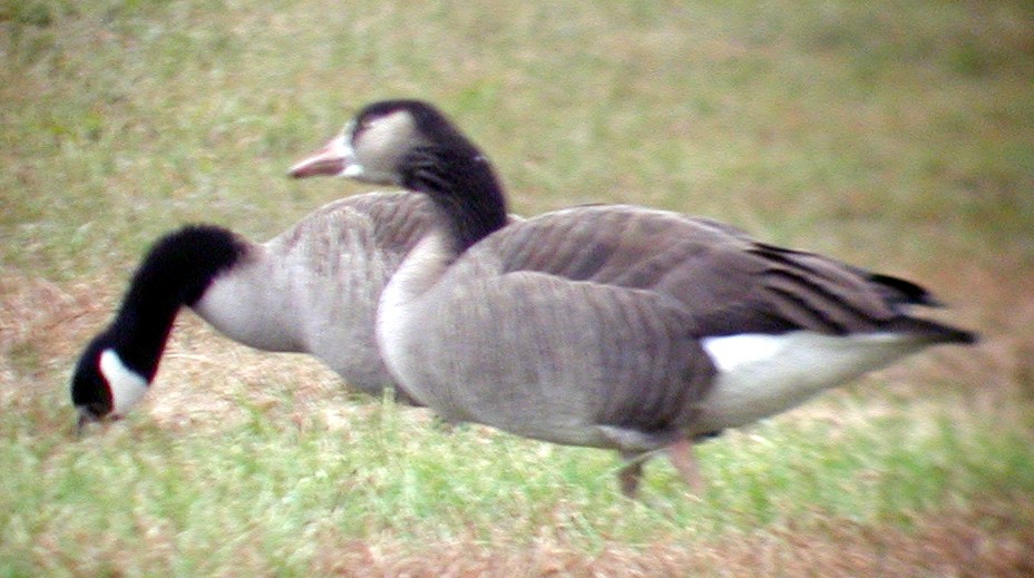 Graylag x Canada Goose (hybrid) - Dan Scheiman