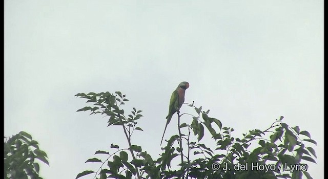 Gül Göğüslü Yeşil Papağan - ML201373521