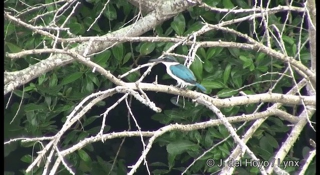 Collared Kingfisher (Oriental) - ML201373531