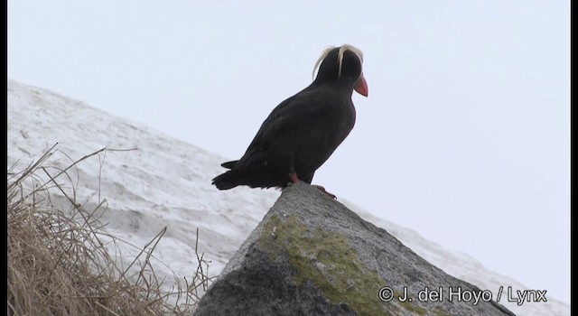 Tufted Puffin - ML201373601