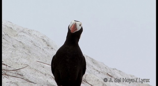 Tufted Puffin - ML201373621