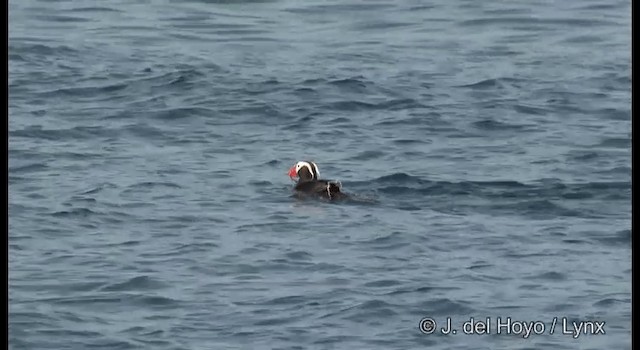 Tufted Puffin - ML201373641