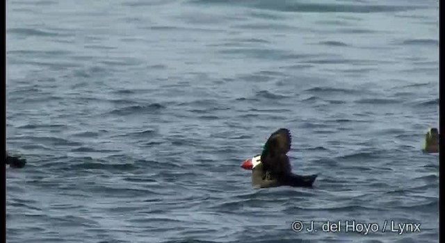 Tufted Puffin - ML201373651