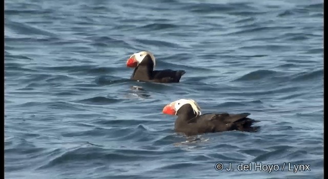 Tufted Puffin - ML201373701