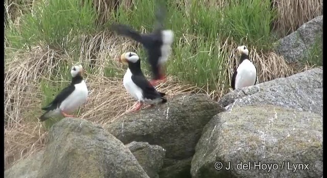 Horned Puffin - ML201373711