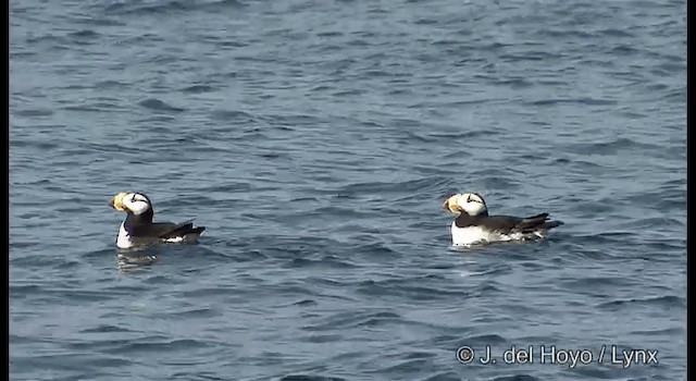 Horned Puffin - ML201373751
