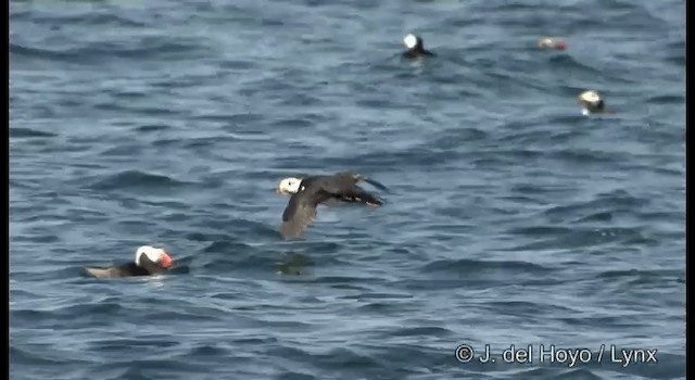 Horned Puffin - ML201373761