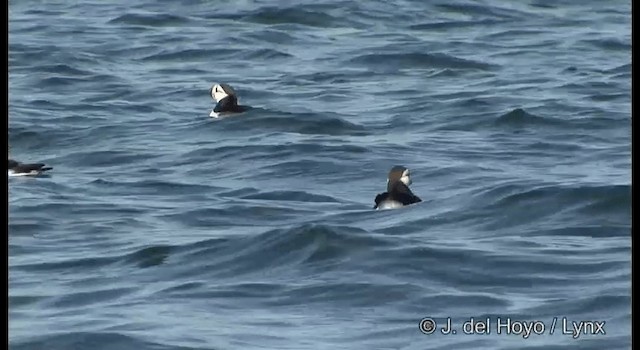 Horned Puffin - ML201373781