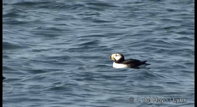 Horned Puffin - ML201373791