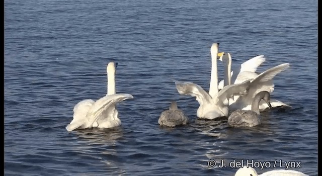 Whooper Swan - ML201373831
