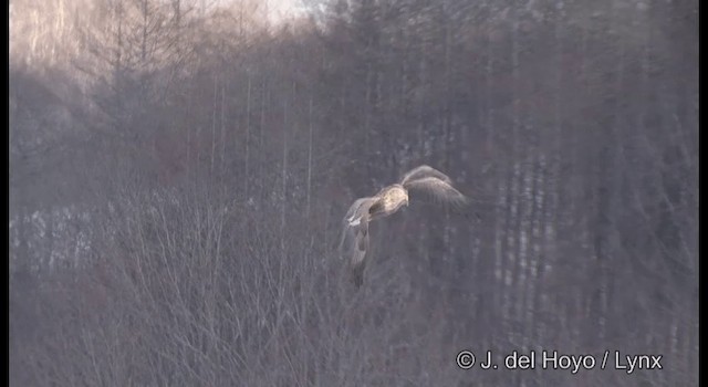 White-tailed Eagle - ML201373841