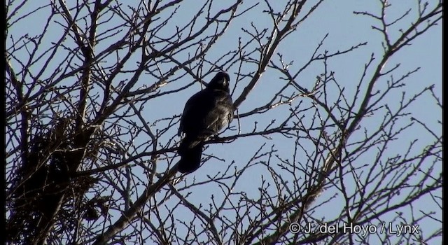 Large-billed Crow (Large-billed) - ML201374061