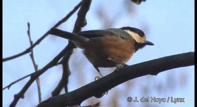 - Varied Tit